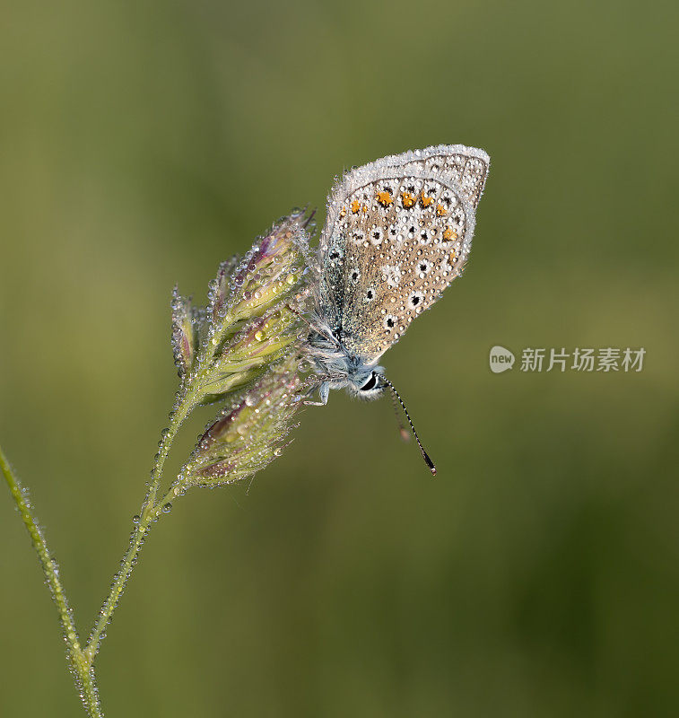 普通蓝(Polyommatus icarus):一张特写照片，它躺在满是晨露的植被上